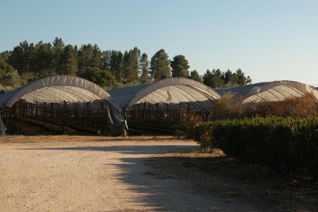Quinta De Santana Da Varzea Abrantes Exteriér fotografie